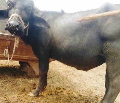 A younger buffalo for sale
