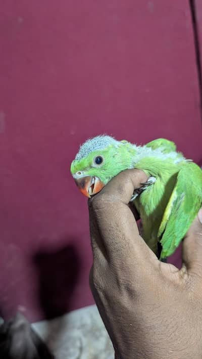 for sale jis na lany wo ay time waste walay dooor rahy