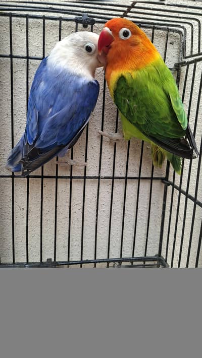 love bird