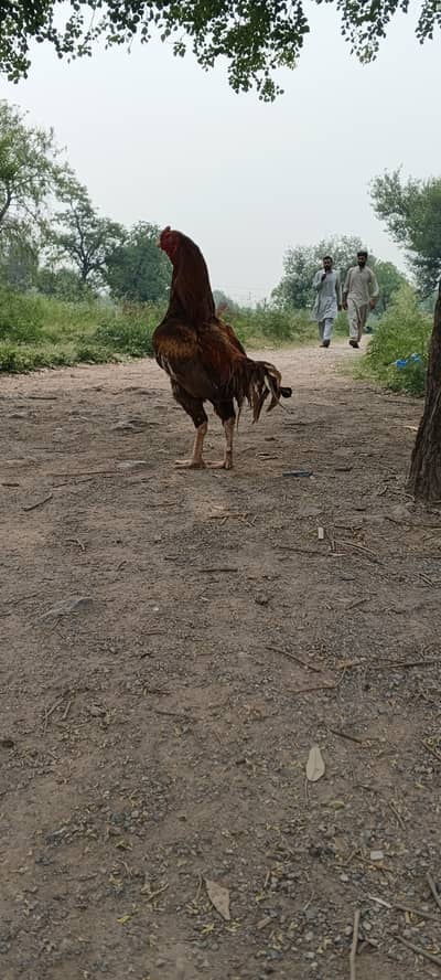 Aseel Murga