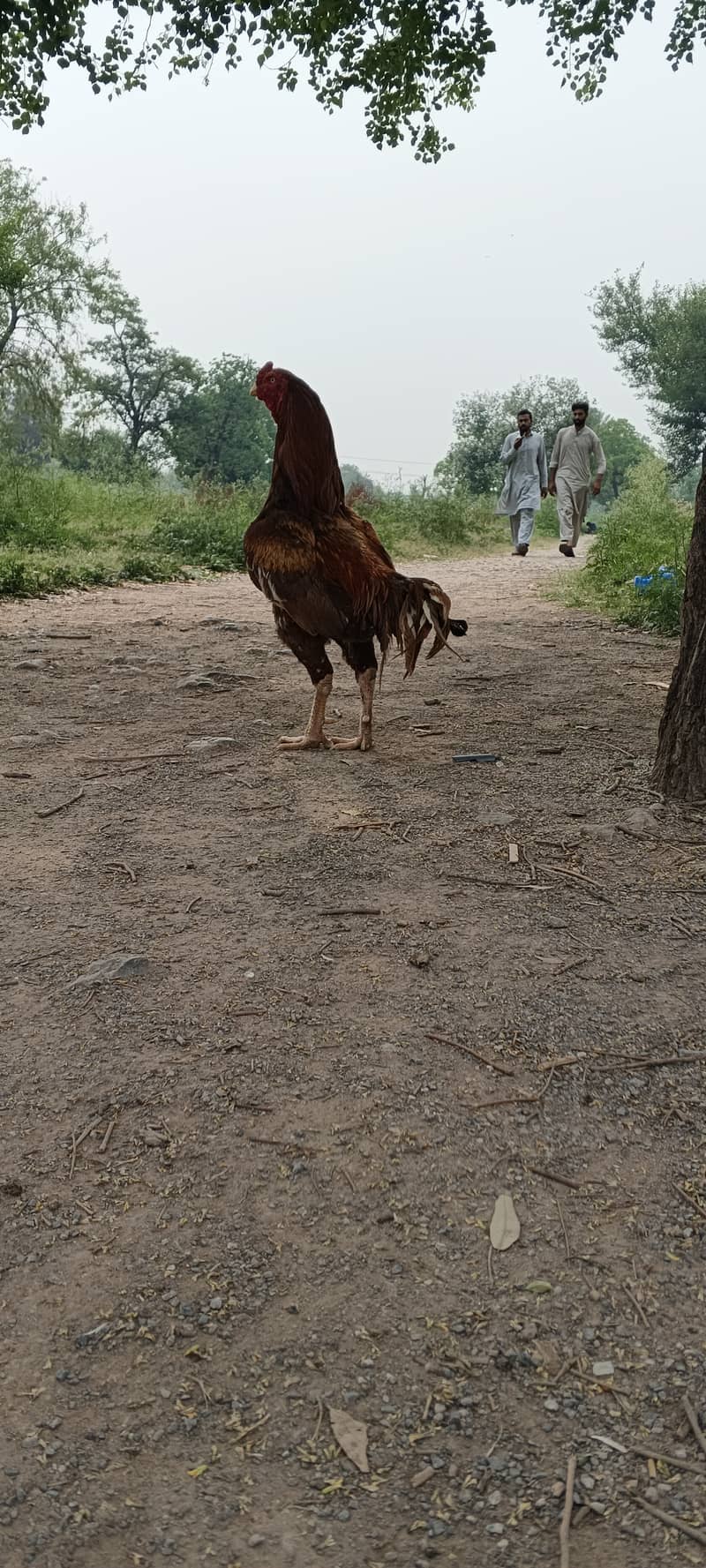 Aseel Murga 0
