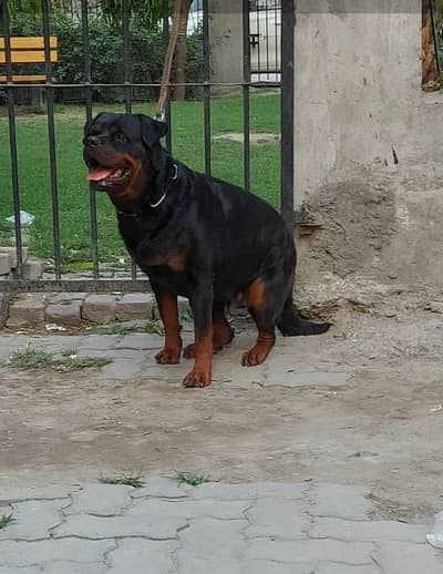 rottwelier female