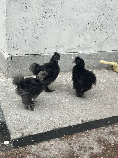 Blue and Black Silkie