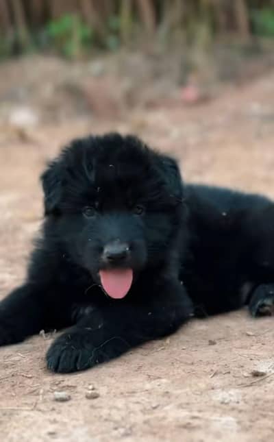 Black German shepherd puppies