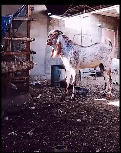 maka chini goat