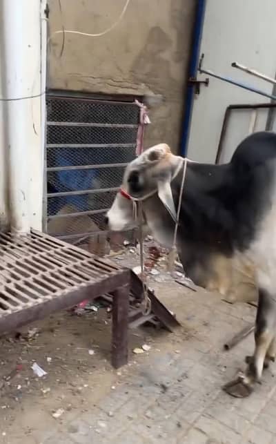 Bachra 2mun pakka