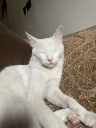 White kitten
