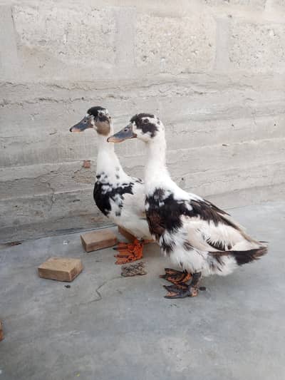 Ancona ducks
