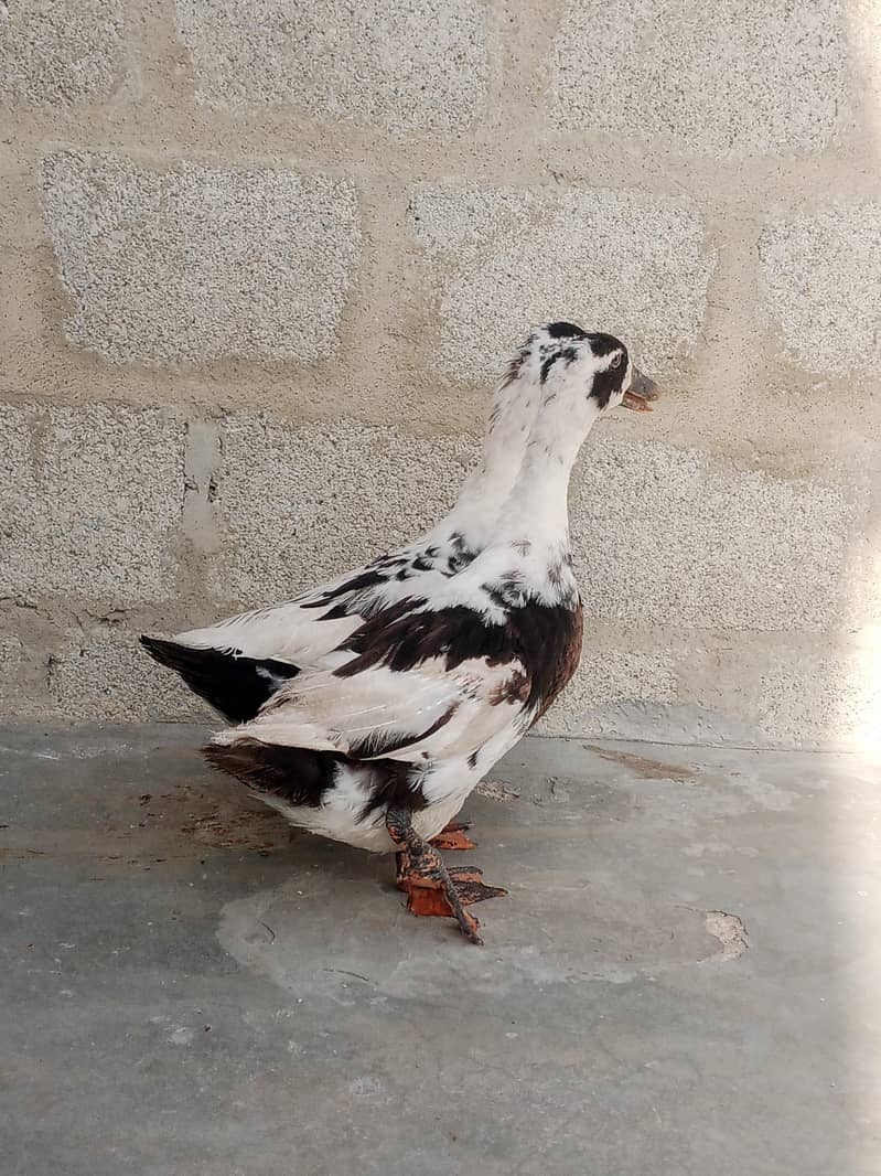 Ancona ducks 1