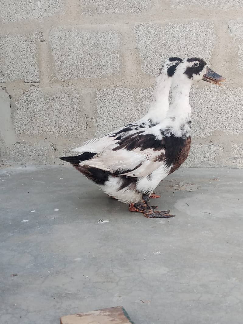 Ancona ducks 2