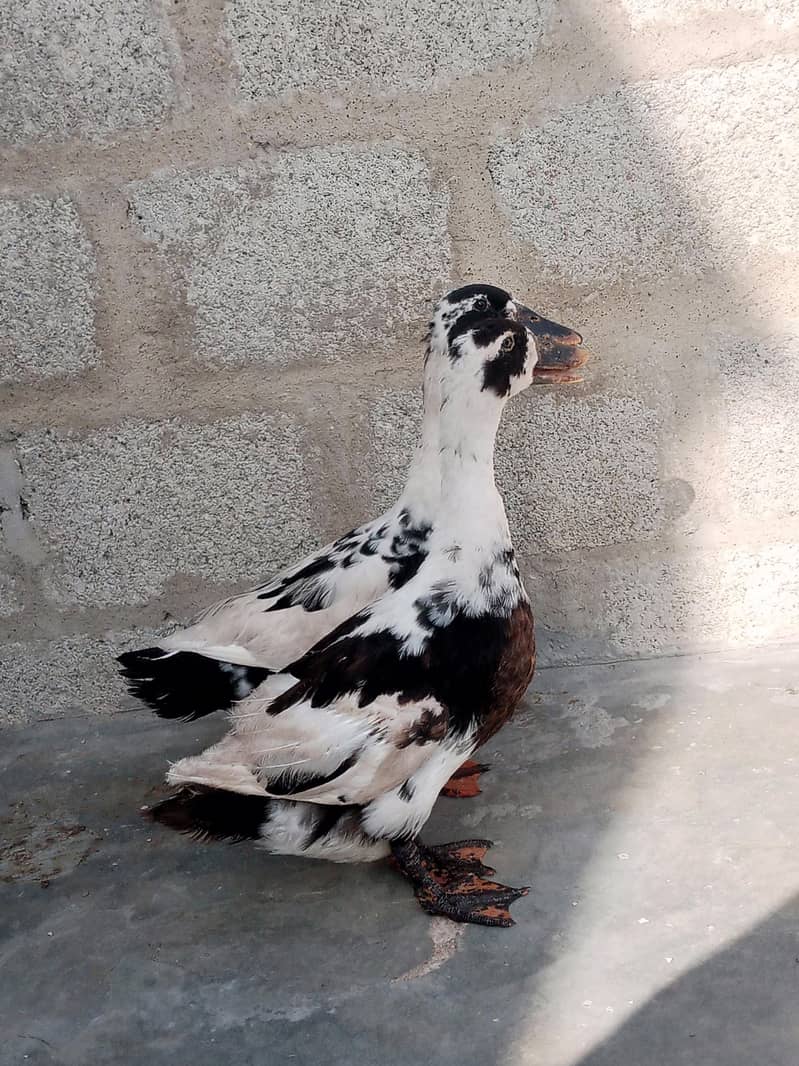 Ancona ducks 3