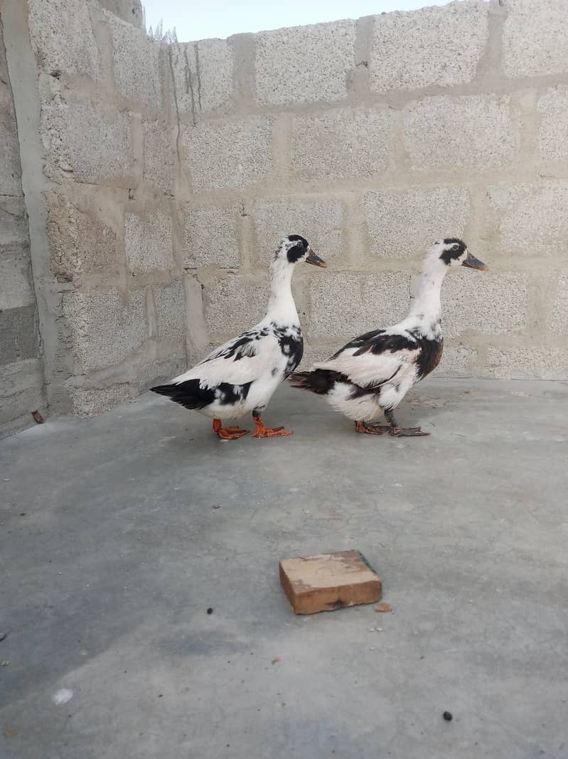 Ancona ducks 4