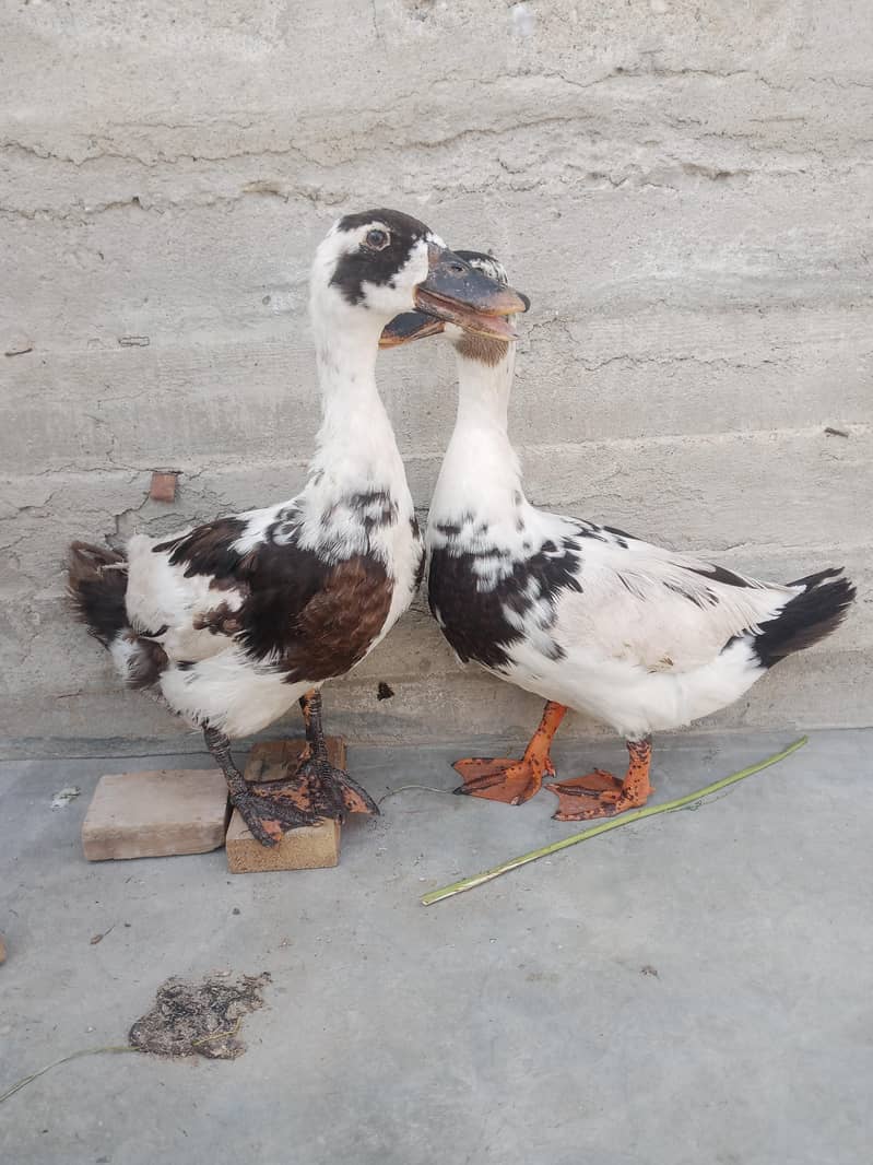 Ancona ducks 5