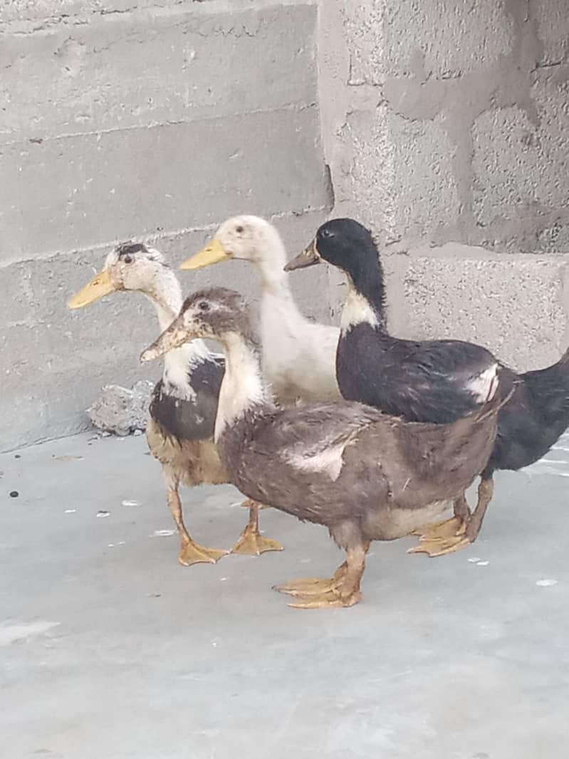 Ancona ducks 6