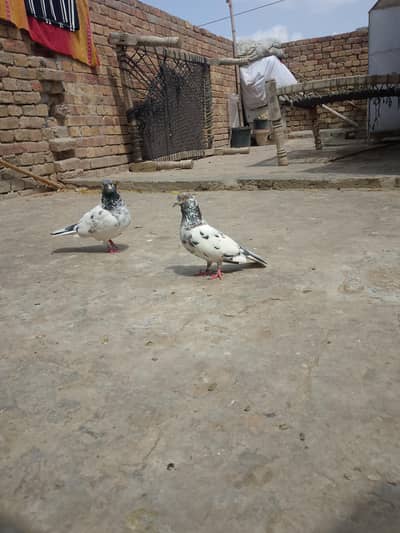jonsira healthy active pair available for sale location bahawalpur