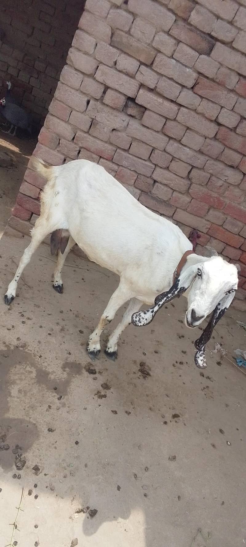 goats 0