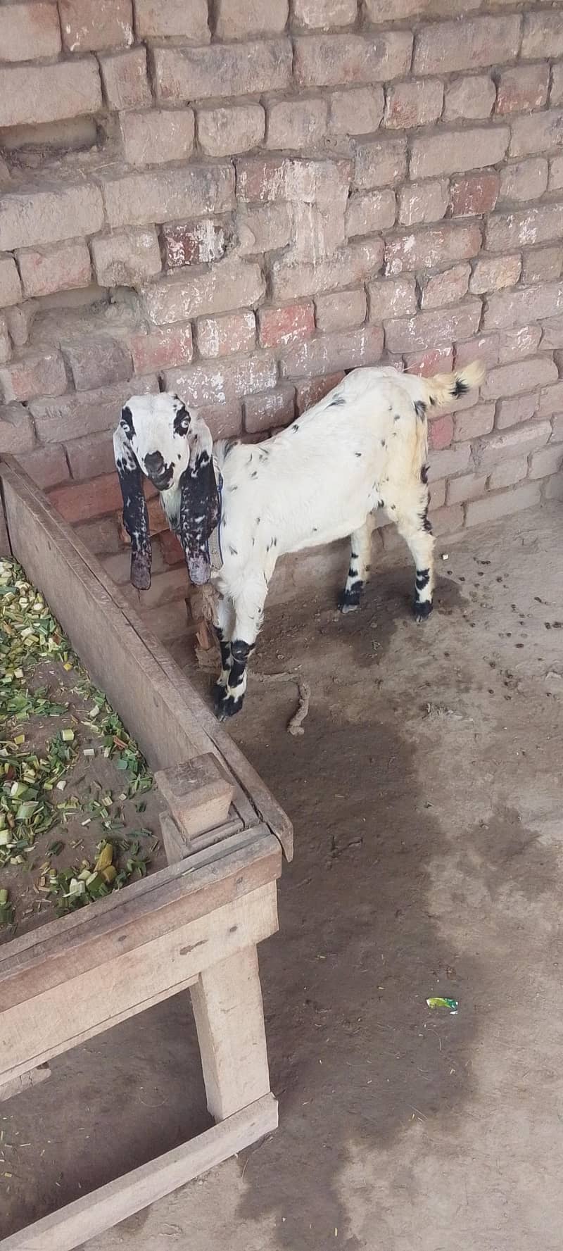 goats 1