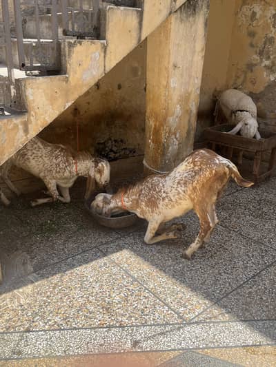 jori for sale