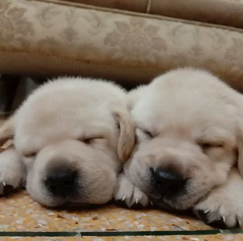 Labrador imported bloodline puppy 0301 461 5555 — photo 4
