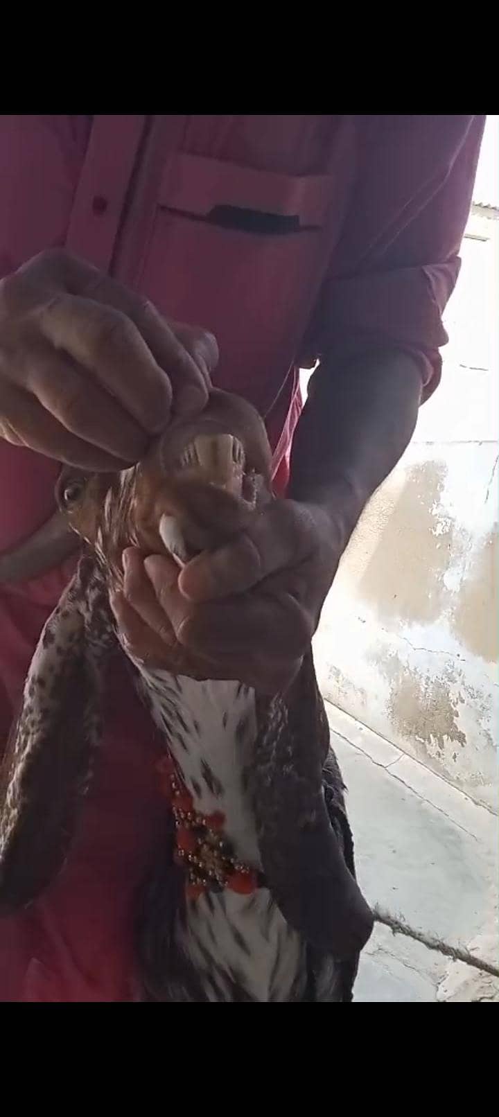 2 Dant khassi bakra 1