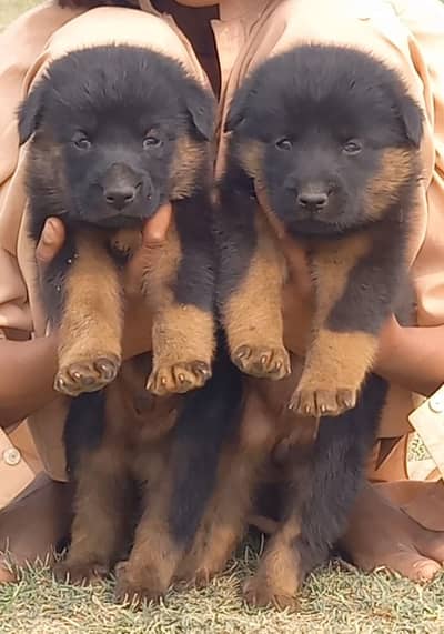 German Shepherd puppies for sale