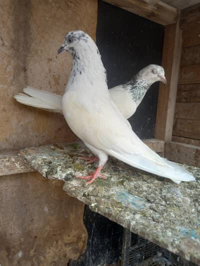 pure sialkot pair for sale