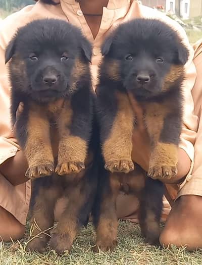 German Shepherd puppies for sale