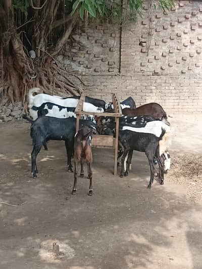 Qurbani Bakra/Goats