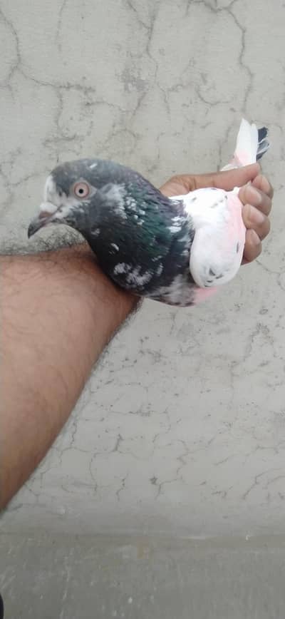 baby pigeon for sale