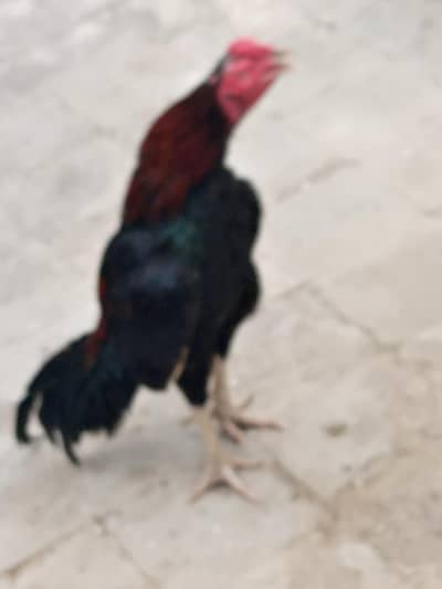 aseel murga
