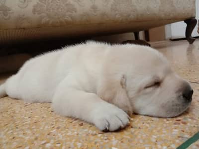 labrador imported bloodline  pup 03014615555