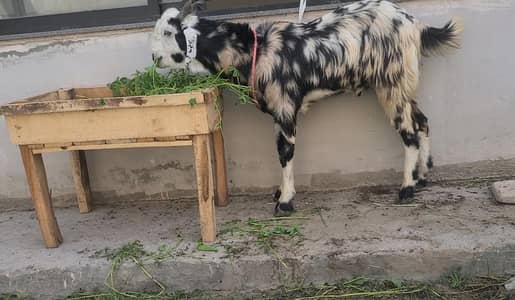 Goat for sale