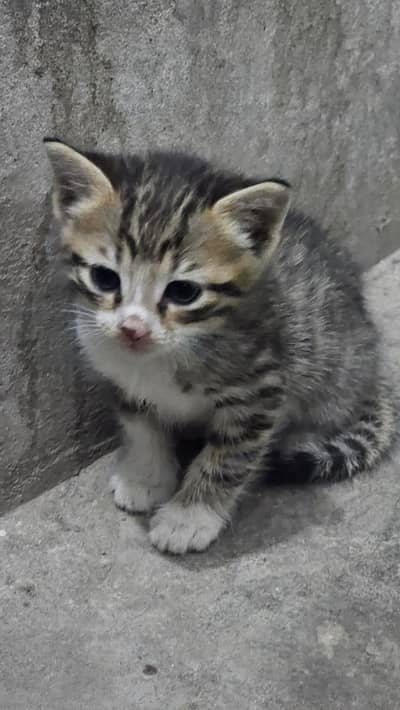 3 Adorable Kitten