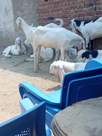 goat farm