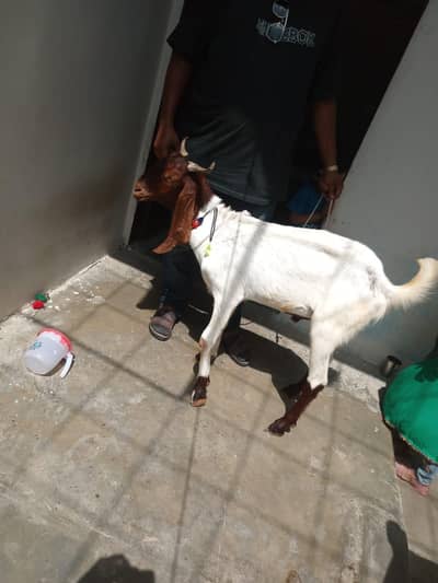 Goats for qurbani