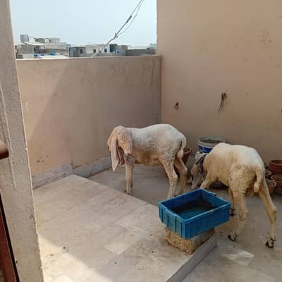 larkana domba dombi for sale
