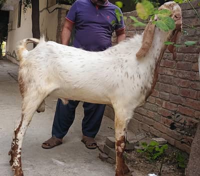 Bakra for Sale