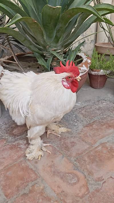 Fancy male for sale