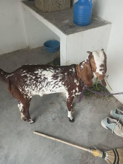 bakri for sale in cheap price