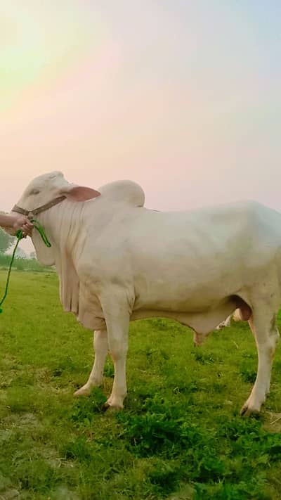 Beautifull Qurbani Bull | wacha | Bachra | Qurbani 2026