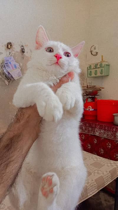rassian cat for sale