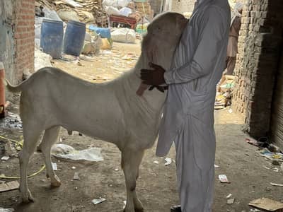 Bakra (4dant) goats