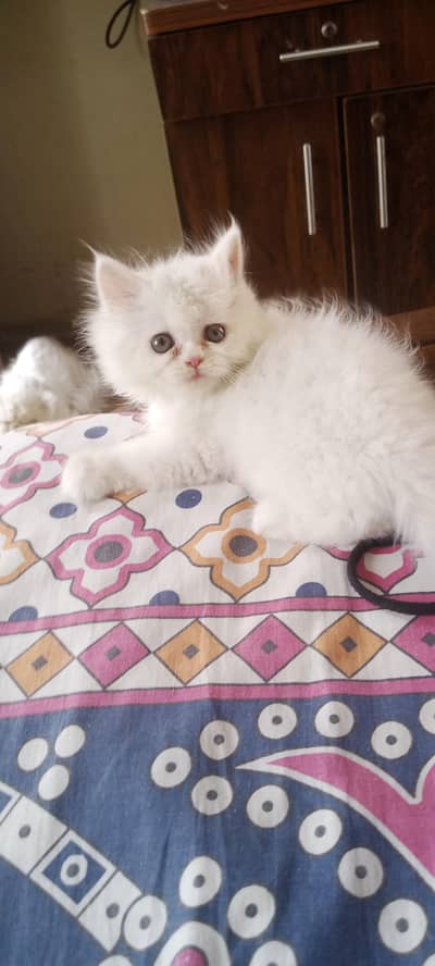 pure Persian breed female kitten