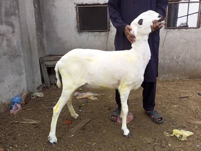 Female Sheep