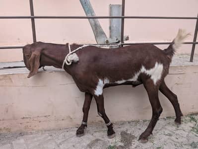 Bakra (Goat) Available