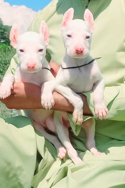 kohati gultair pair | pink nose puppies