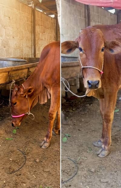 Brown bachri/Bull / Bachiya  / Wacha / Desi bachre / Qurbani ka janwar