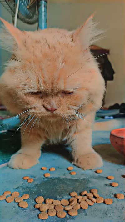 Persian cat 17 month old