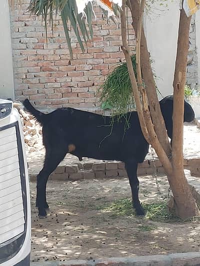 ghar ka Pala hua bakra