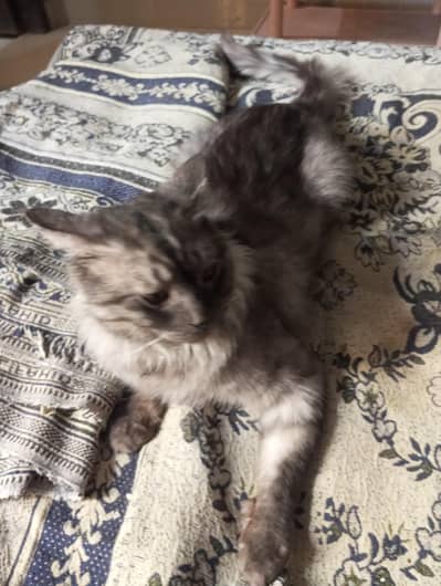 Maine coon male - vaccinated - perfectly healthy
